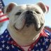 American Bulldog (@bulljeep) Twitter profile photo American Bulldog (@bulljeep) Twitter profile photo