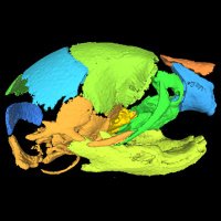 FaceBase Data Hub (@facebasedatahub) 's Twitter Profile