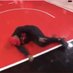 clint capela #1 fan (@clintcapelafc) Twitter profile photo clint capela #1 fan (@clintcapelafc) Twitter profile photo