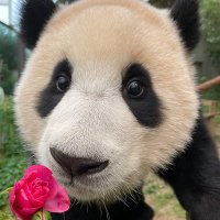 Ketchup_bao (@ketchup_bao) 's Twitter Profile Photo Ketchup_bao (@ketchup_bao) 's Twitter Profile Photo