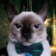 BNNANGELFSH's profile picture. 