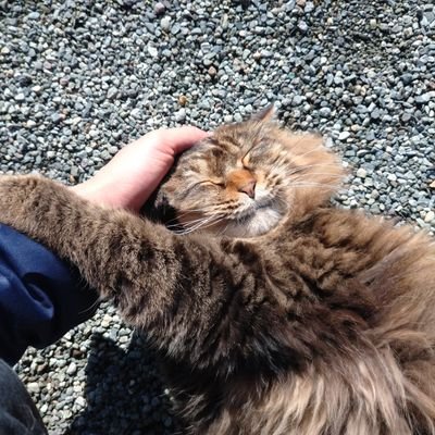 まだまだ社長です。ウマ娘サークルリーダー、スプラ雀魂プロスピモンスト、起業医療福祉心理学カウンセリング、野球ストリートバスケテニス、バンド→VoGt