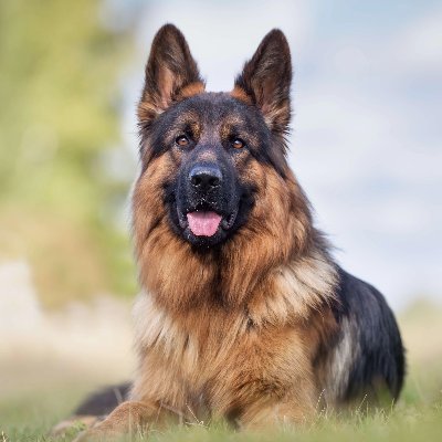 I'm a pleased German Shepherd Community Group.If you are a lover of German Shepherds,follow me for German Shepherd pictures and videos and tips.Share or give me