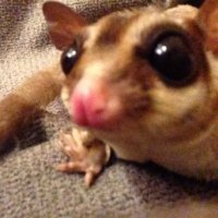 Amber (@_littlepossum_) 's Twitter Profile Photo Amber (@_littlepossum_) 's Twitter Profile Photo