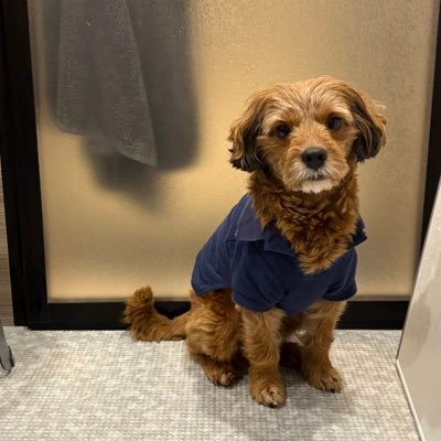 4人家族日記👩🏻🧑🏻👶🏻🐶 | #積水ハウス の平家のおうち | 💎💍👗💄🍳 | ロイママと呼んでください🫶 | 0歳児🎀 | プライベートとroomは→ https://t.co/Anarj97RxS ♡