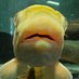 Lil Fishie (@tiny_lil_fishie) Twitter profile photo Lil Fishie (@tiny_lil_fishie) Twitter profile photo