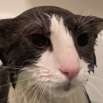 EverySoggyCat's profile picture. Retweeter of Shark the Soggy Cat | The same username on 🟦☁️ | Minor | Nsfw, pedos/lolis/shotas, zoophiles dni | ran by @datguytml & og owner