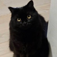 🐈‍⬛ (@nyan_churu_) 's Twitter Profile