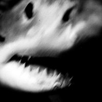 Fish๐ต๐ธ (@strangefishtank) 's Twitter Profile Photo Fish๐ต๐ธ (@strangefishtank) 's Twitter Profile Photo