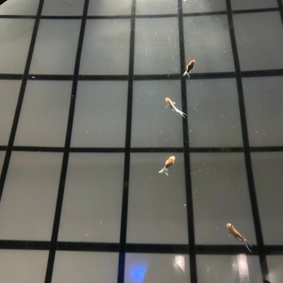 arinkouuuuuu's profile picture. 春から九大