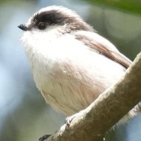 ごろた (@ez6mkh8jtf90580) Twitter profile photo