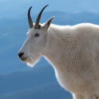 goodeguy (@goodeguygg) 's Twitter Profile Photo goodeguy (@goodeguygg) 's Twitter Profile Photo
