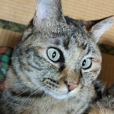 ごまさんのプロフィール画像