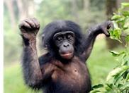 An interesting thing about bonobos each day. We must save our closest relative.