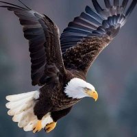 الطائر الحر (@ralserde) 's Twitter Profile Photo الطائر الحر (@ralserde) 's Twitter Profile Photo