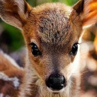 🌲Norway Pine 🇳🇴🐇 (@norway_pine) 's Twitter Profile