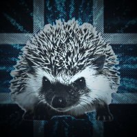 Prawicowy Jeż (@jezkorwin35569) 's Twitter Profile