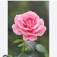 Apeksha wasa (@apekshawas35165) 's Twitter Profile
