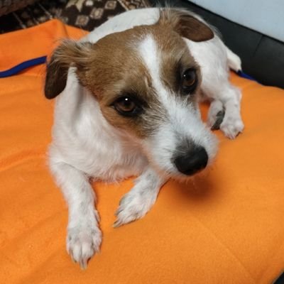 ぼっちをこじらせたオタク
ホンダの車とバイクを好み
犬とラブライブとMEWLIVEに愛と情熱をささげている