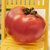 ๐
tomato๐ค๐ (@1028tomato) Twitter profile photo ๐
tomato๐ค๐ (@1028tomato) Twitter profile photo