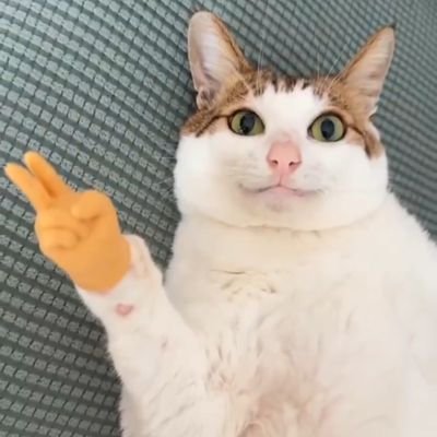 아뵤 더 므야옹!さんのプロフィール画像