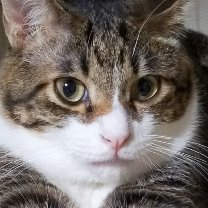 THW61TCKYXk6Qnc's profile picture. 保護猫カフェチャチャの公式アカウントです