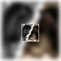 y_.,, (@yasagure7777) 's Twitter Profile