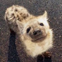 s н є є ρ (@kimidree) 's Twitter Profile