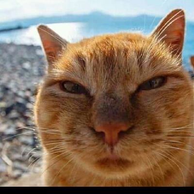 murattayfu88461's profile picture. Müzik,sinema, tarih