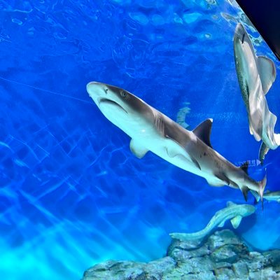 koki_alldesign's profile picture. Photo/Design/Multi Creator/Vライバー向け素材配布/お気軽にお声かけいただけると嬉しいです