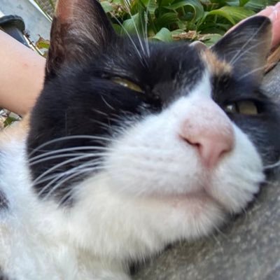 ulumul16's profile picture. mu 心理学専攻