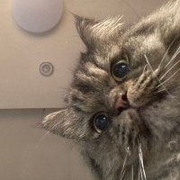 Ghadeer (@ghadeerjameel6) Twitter profile photo