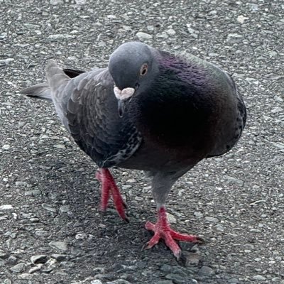 むらさきさんのプロフィール画像