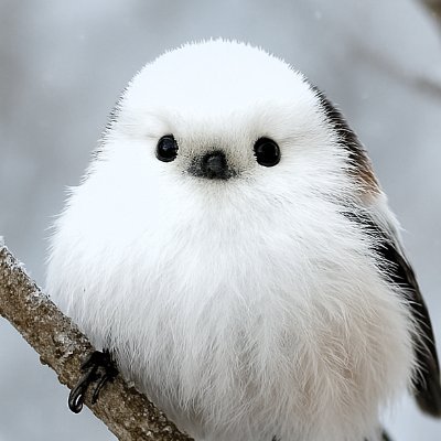 ぐふとっく｜建築と学び直しの人｜さんのプロフィール画像