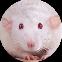 🦷🎀 (@ryuliviayves) 's Twitter Profile Photo 🦷🎀 (@ryuliviayves) 's Twitter Profile Photo