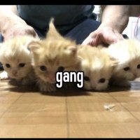dumbass gang (@dumbassgangs) 's Twitter Profile Photo