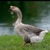 Spa Infield Goose (@saratogagoose) Twitter profile photo Spa Infield Goose (@saratogagoose) Twitter profile photo