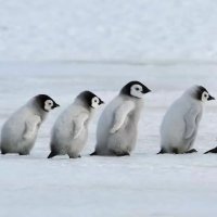 🌺아이D피TTA앨P구하는1복(일🍑)🔥 (@of_frstella) 's Twitter Profile Photo