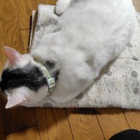 シュッカンシュ (@syukansyuball) Twitter profile photo