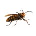 132,000,001 Murder hornets🏴 (@porkyporky13) Twitter profile photo 132,000,001 Murder hornets🏴 (@porkyporky13) Twitter profile photo