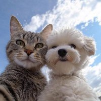 ryu (@ryu101950) 's Twitter Profile