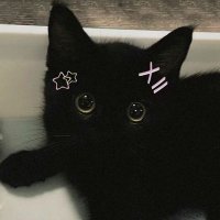 냡🐈⬛ (@siqsiqsiqsiqsiq) 's Twitter Profile Photo 냡🐈⬛ (@siqsiqsiqsiqsiq) 's Twitter Profile Photo
