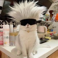 牙牙 (@aarushbaba_) 's Twitter Profile