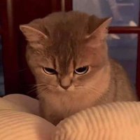 ryan (@comeandeatmeplz) 's Twitter Profile