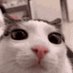 Nico (@nico_yt0) Twitter profile photo Nico (@nico_yt0) Twitter profile photo
