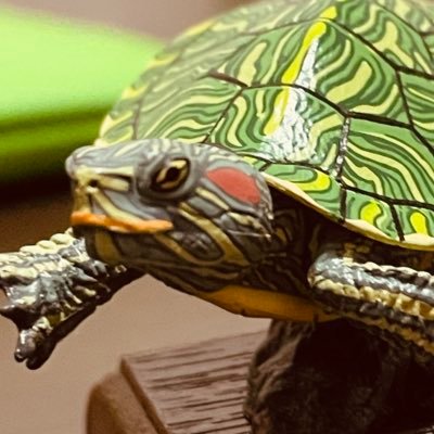 trotos_kucc24's profile picture. 鱟