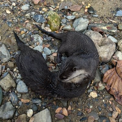 Kook60493270's profile picture. 🍀♥️🐈‍⬛🐰(dek69)