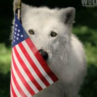 Cat 🐺❤️🇺🇸 (@txstarcat) 's Twitter Profile Photo Cat 🐺❤️🇺🇸 (@txstarcat) 's Twitter Profile Photo
