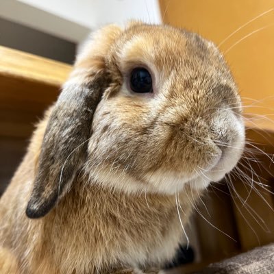 ホーランドロップのらむちゃん♂ 2023.6.2生まれ🐰とっても甘えん坊♡(先代くり、あんず🌙ごま🐹)うさぎ好きさんと繋がりたいです✨無言フォロー失礼します🙇♀️
