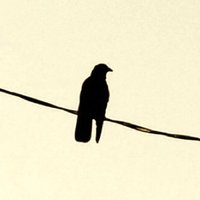 Mark Tulin (@crow_writer) 's Twitter Profile